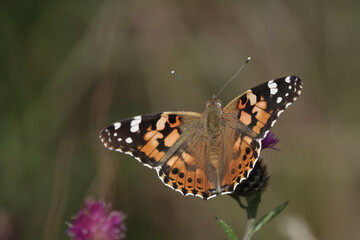 Naklejka premium Painted Lady butterfly (Vanessa cardui)