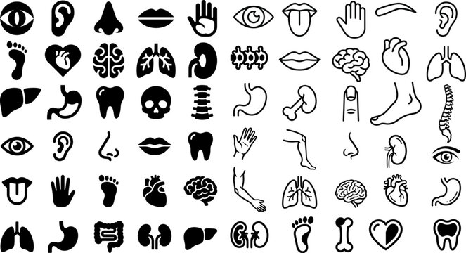 Collection of human anatomy icons featuring internal organs body parts and sensory systems in black and white style