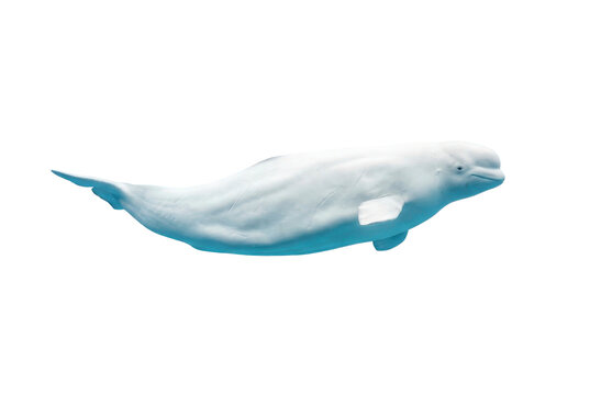 White beluga whale swimming isolated against a solid black background