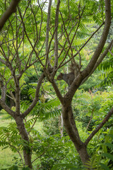 Obraz premium Squirrel climbs tree surrounded by green leaves in a park on a sunny day
