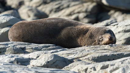 Fototapeta premium Otarie à fourrure de Nouvelle-Zélande (Arctocephalus forsteri) au repos sur les rochers