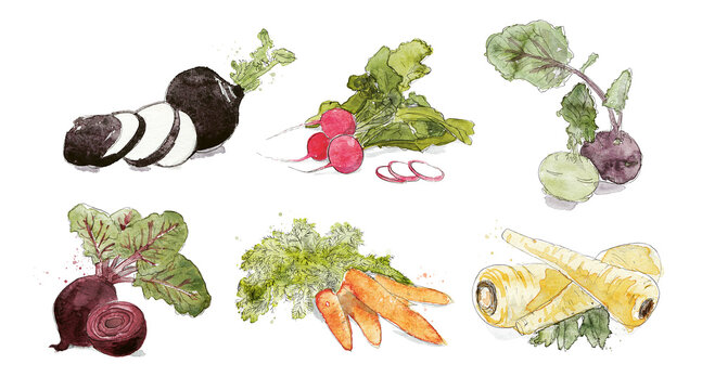 Sets of Fruits and Vegetables, Wurzelgem&uuml;se, Schwarzer Rettich, Radieschen, Kohlrabi, Rote Beete, M&ouml;hren, Pastinak,