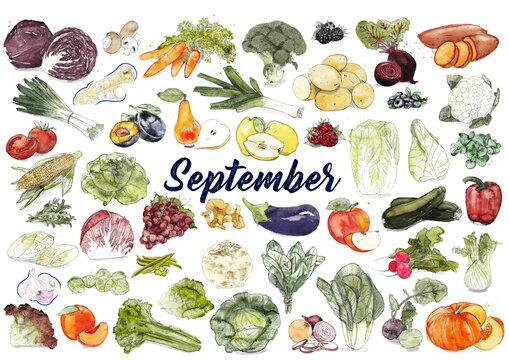 Saisonkalender - Obst und Gem&uuml;se, regional und saisonal, nachhaltig und gesund durchs Jahr, September