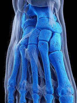Detailed 3D Illustration of Human Hand Bones and Anatomy