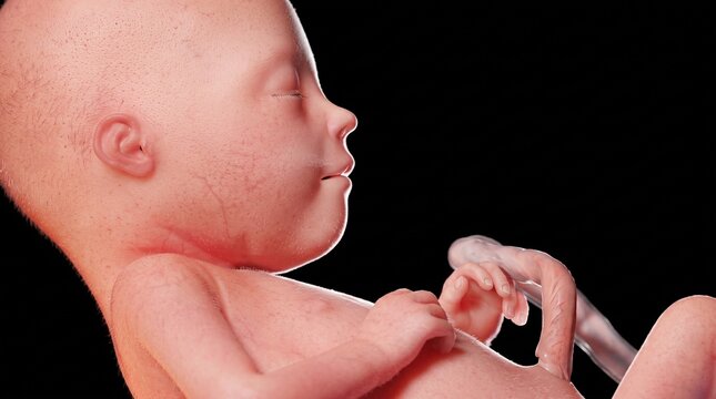 Human fetus in fetal development three-dimensional medical render