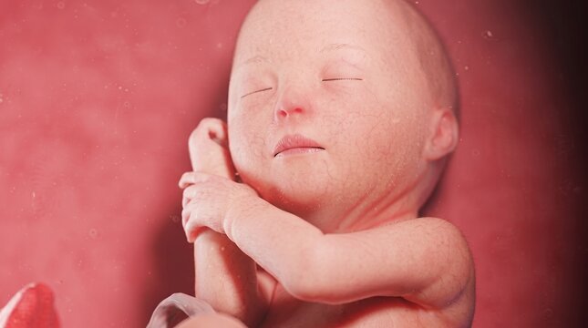Detailed 3D Illustration of a Human Fetus in the Womb
