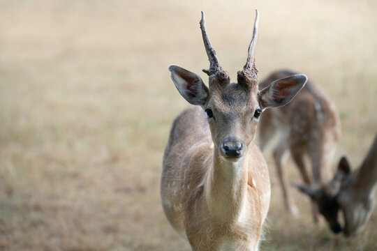 A close-up of a young roe deer that still has short antlers. The animal is standing in a barren meadow and looking at the camera.