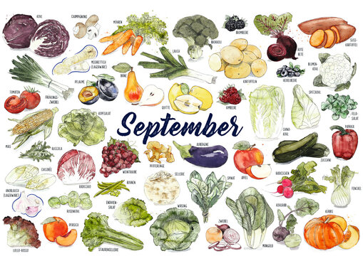 Saisonkalender - Obst und Gem&uuml;se, regional und saisonal, nachhaltig und gesund durchs Jahr, mit Bezeichnungen,  September