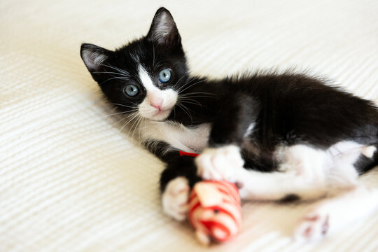 kitten and mouse toy