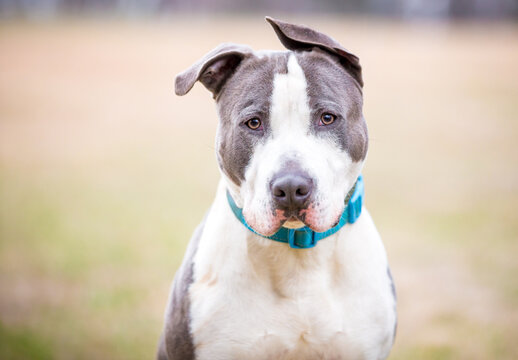 A Pit Bull Terrier mixed breed dog with floppy ears