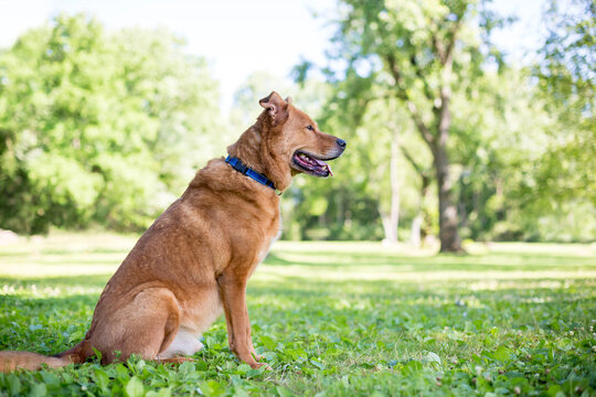A happy Retriever mixed breed dog sitting and looking to the side