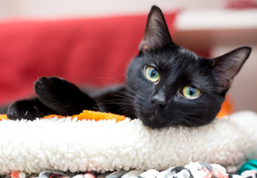 A black shorthair cat lying in a pet bed