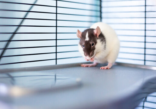 A domestic pet rat grooming itself in a cage