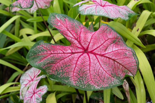 Feuille rose de Caladium bicolor aux nervures rouges en gros plan