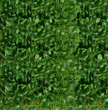 Dense carpet of fresh green pea microgreens, top view.