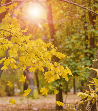 Autumn park with falling yellow maple leaves and bright sun shining through branches.