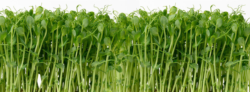 Fresh green pea microgreens sprouts on a white background