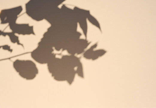 Scene for product demonstration and advertising with a shadow of a branch with leaves on a beige background
