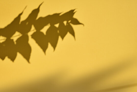 Shadow of a branch with leaves on a yellow background.