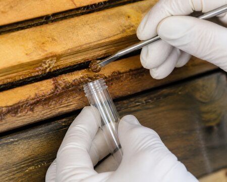 Beekeeping Disease Inspection Hands Cropped Tightly Clean Gloved Scraping Pea Sized Propolis Sample Interior