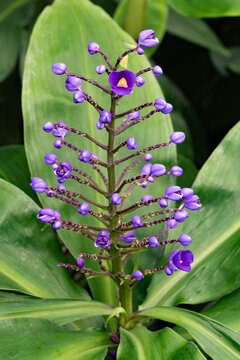 Inflorescence violette de gingembre bleu, Dichorisandra thyrsiflora