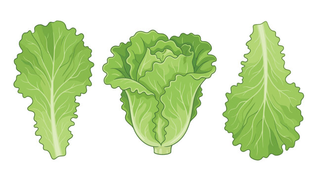 Fresh green lettuce leaves and a whole head of cabbage rendered in bright vector art style