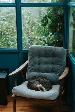 Cat sleeping curled up on a vintage armchair by a window with green foliage