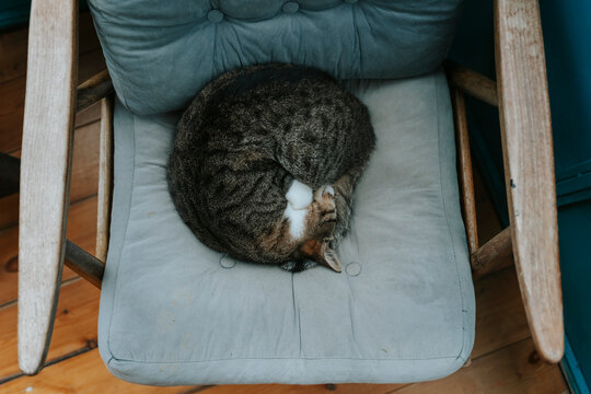 Cat sleeping curled up on a vintage armchair by a window with green foliage