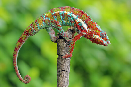 Close-up side view of a Panther chameleon on a branch, Indonesia