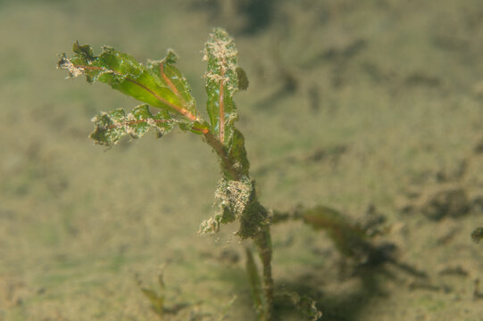 Curlyleaf Pondweed Potamogeton crispus underwater aquatic plant showing submerged leaves and stem