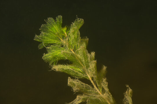 Eurasian Watermilfoil Myriophyllum spicatum underwater