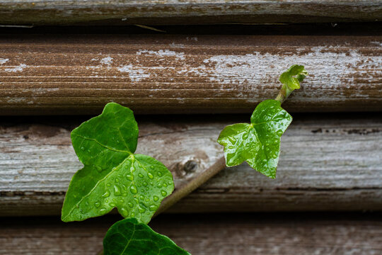 Green ivy leaves trailing across weathered horizontal wooden boards