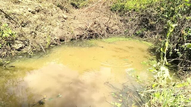 Muddy pond with algae and vegetation on the banks under bright sunlight