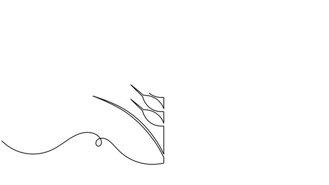 Modern wheat ear icon sign continuous one line drawing moving on white background animation 