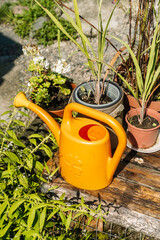 Watering can in a garden surrounded by green plants and flowers © Fox Bread