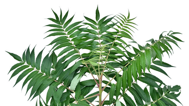 Green sumac leaves botanical element PNG, isolated on transparent background