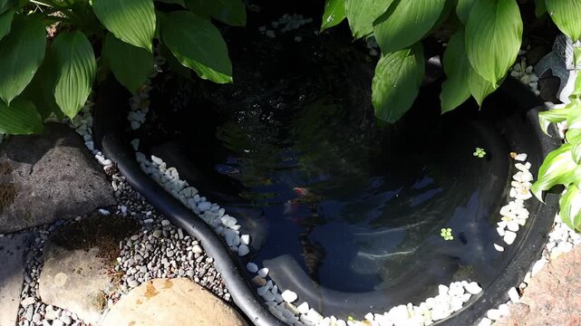 Ornamental fish pond in a green garden, with broad leaves, calm water and soft sunlight. Outdoor nature background for relaxation concepts.