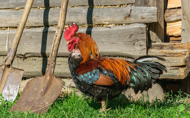 A colorful rooster stands in profile in green grass © aleksandra_55
