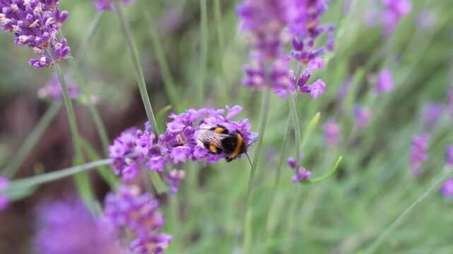 Bumblebee resting on blooming lavender stem moving gently in summer breeze, surrounded by purple flowers, garden wildlife scene with pollinator among fragrant blossoms. Bombus take a break after work
