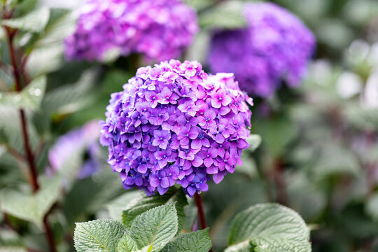 Close of purple blue hydrangea flower in garden during late summer during natural sunlight outdoors