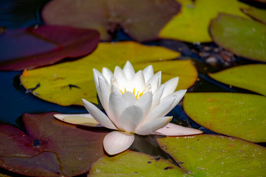 Selective focus of pink lotus flower on water in the pond, Nymphaea alba also known as the European white water lily is an aquatic flowering plant of the family Nymphaeaceae, Natural floral background
