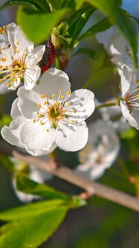 White Cherry Blossom Branch In Spring Garden Sunlight Close Up