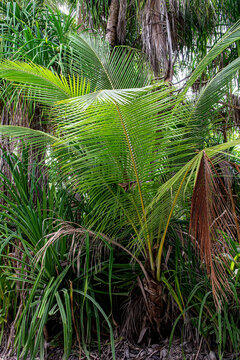 Young palm sapling in the tropical foliage.