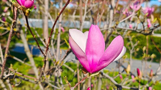 Pink Magnolia Blossom on Branch in Spring Garden Natural Floral Beauty