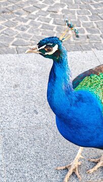 Blue Peacock Portrait Close Up with Vibrant Feathers and Elegant Crest