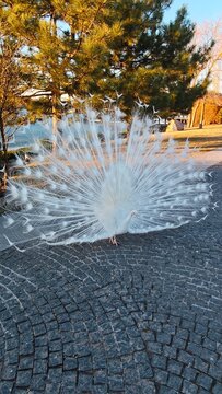 White Peacock Displaying Magnificent Tail Feathers in Scenic Park Landscape