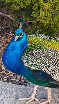 Colorful peacock standing in garden displaying vibrant iridescent plumage