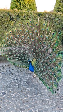 Majestic Peacock Displaying Full Tail Feathers on Cobblestone Courtyard