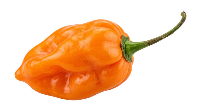 Bright orange habanero chili pepper with curved green stem isolated on transparent background is ideal for spicy food recipes menu graphics and grocery flyers.