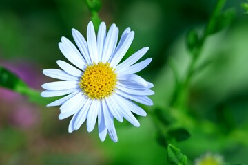 Fototapeta premium Fleur d’aster blanc (Aster sp.) au cœur jaune en gros plan
